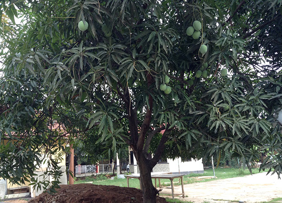 大きく茂ったマンゴーの木の写真