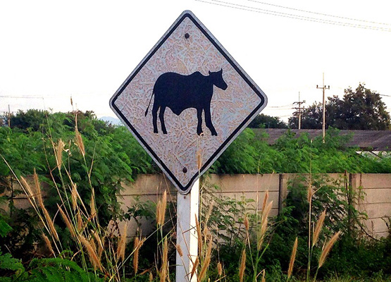 牛の絵が描かれた道路標識の写真