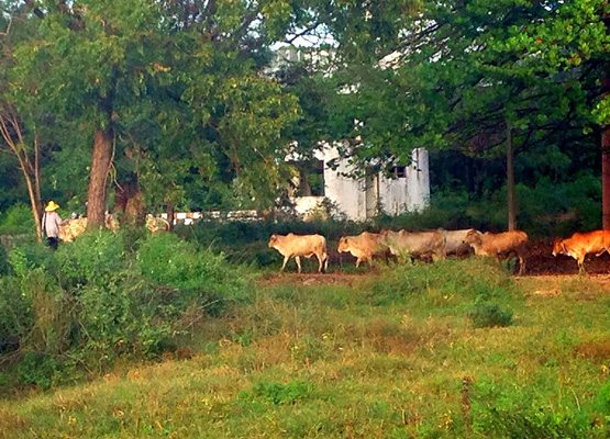 草はらを歩く牛の群れの写真