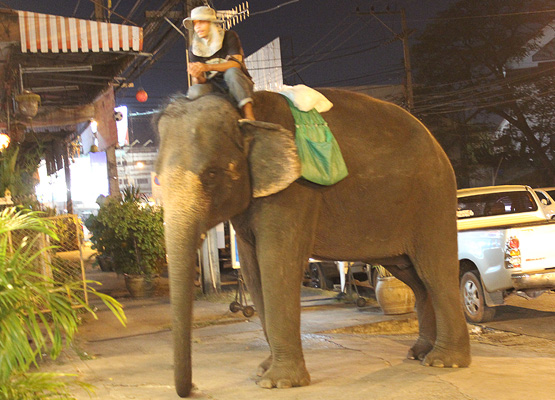 街中の道路を歩く男性が乗った象の写真