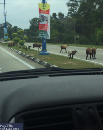 道路を渡る牛の写真