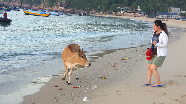 海岸で牛に近づく谷保さんの写真