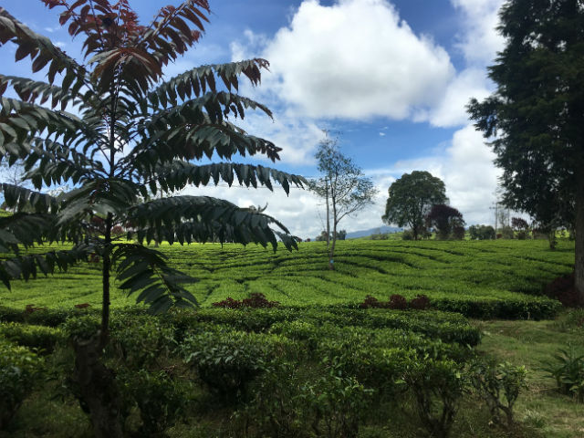 パンガレンガン地区の茶畑の写真
