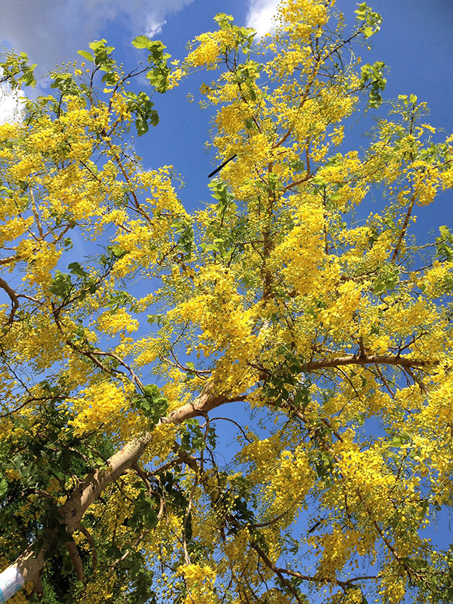 青空を背景に黄色い花が咲いた木の写真