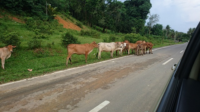 道路を歩く牛の群れの写真