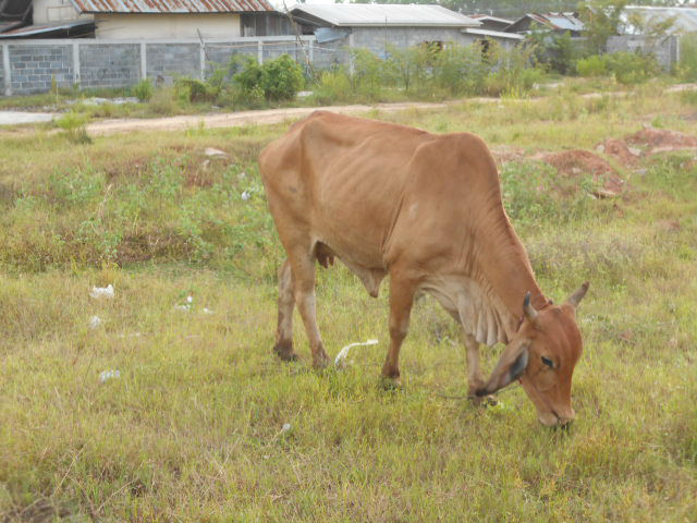 茶色い牛の写真