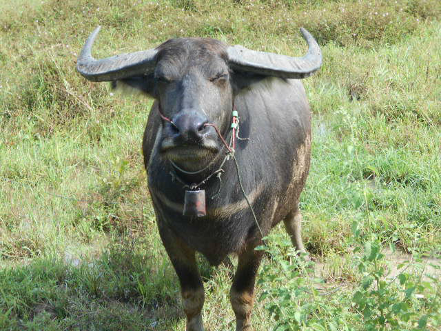 大きな角をした黒い水牛の写真