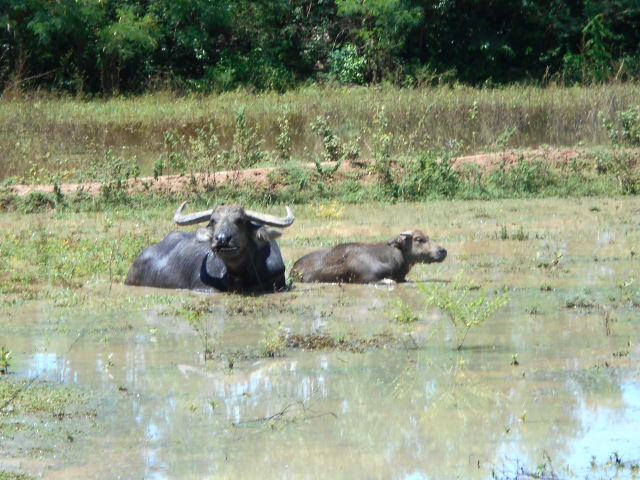 池で休む雄と雌の水牛の写真