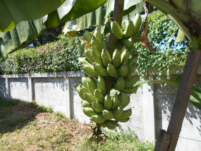バナナの一種の写真