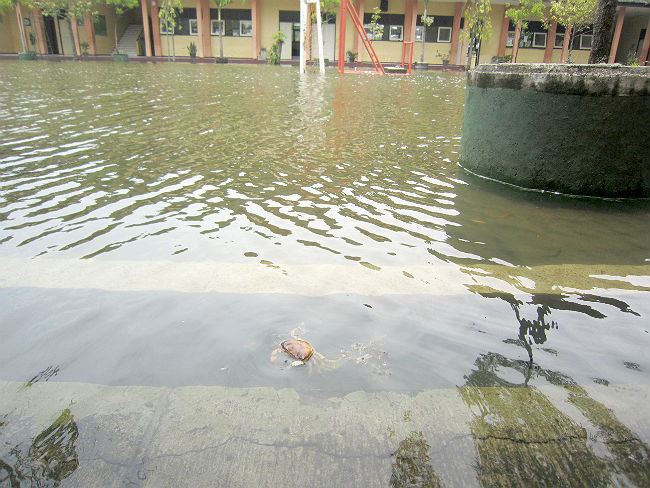 日本語パートナーズ インドネシア 中部ジャワ州 浸水した校庭を泳ぐ蟹