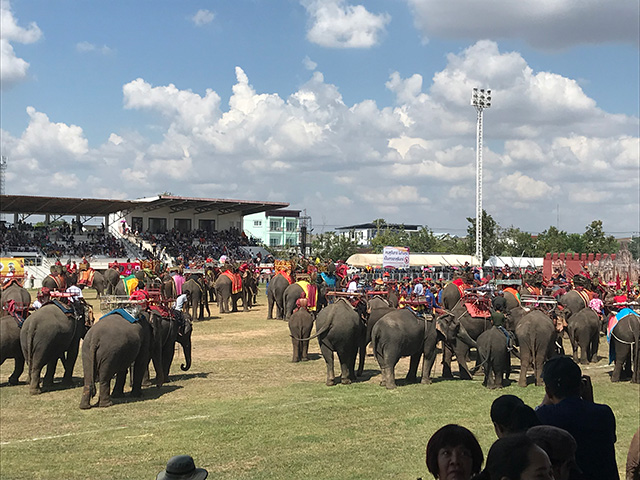 ショーに出た沢山の大人の象や小さめの若い象が群れになっている写真