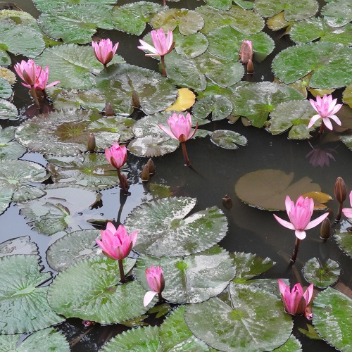 文廟内の池に咲く蓮の花の写真