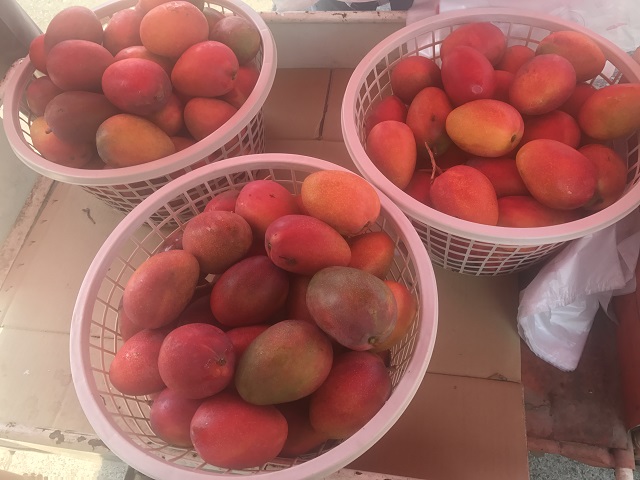 カゴいっぱいに入ったマンゴーの写真