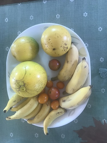 自宅でとれた果物の写真