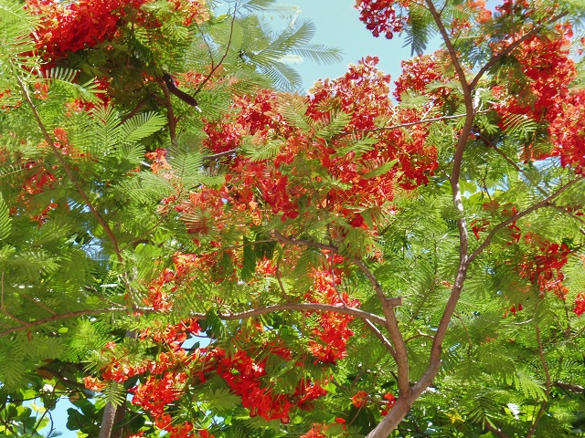 火炎樹の花の写真