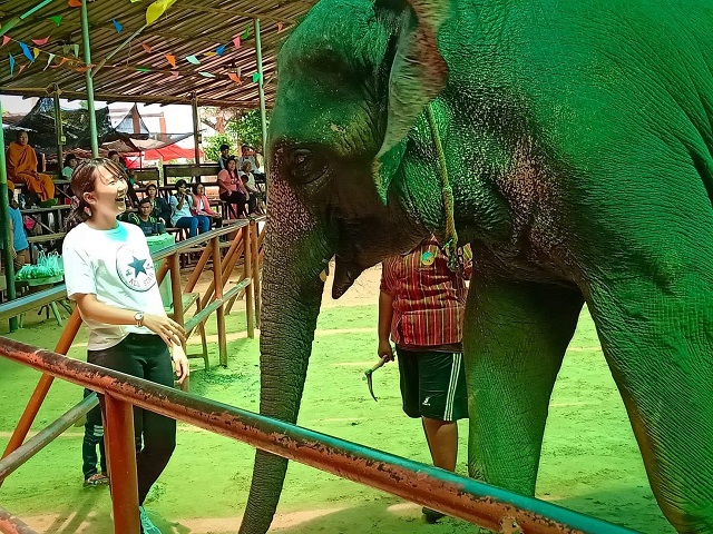 ショーに参加した日本語パートナーズと象の写真