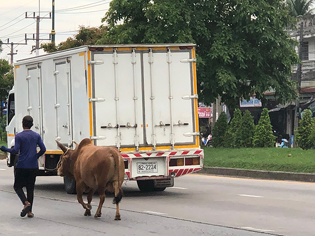 トラックの横を男性が連れた牛が歩いている写真