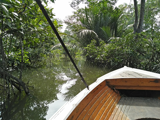 ジャングルが広がる川をボートで進む写真