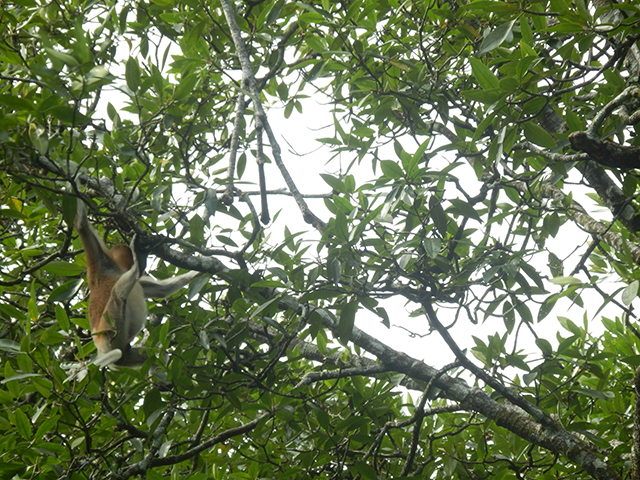枝を渡るテングザルの写真