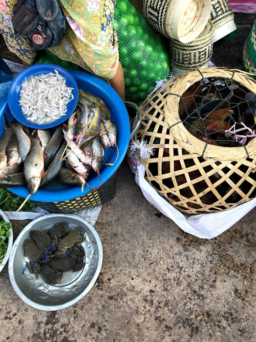 魚と並んでカエルが売られている写真