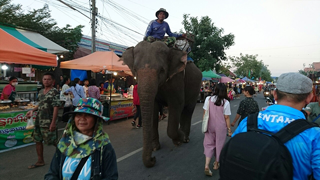 街中を象つかいが乗った象が歩く写真