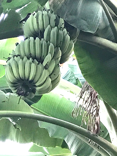 バナナがなっている様子の写真