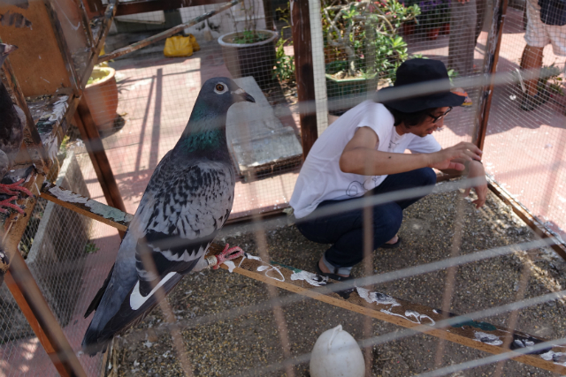 ハト小屋を汚す作業をする行定監督の写真