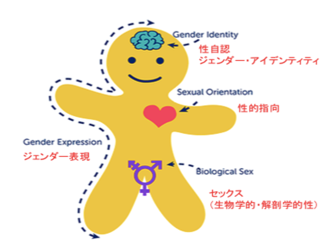 欧米での性教育に使用されている図